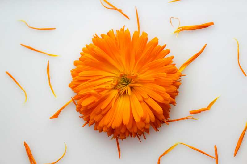 DIY Calendula Healing Balm